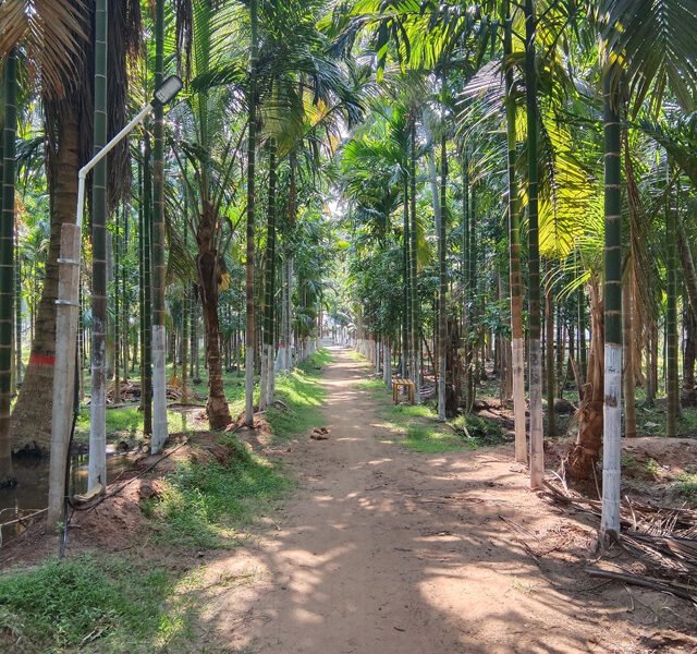 riverview-farmstay-resort-hotel-lodge-pollachi-anaimalai-7