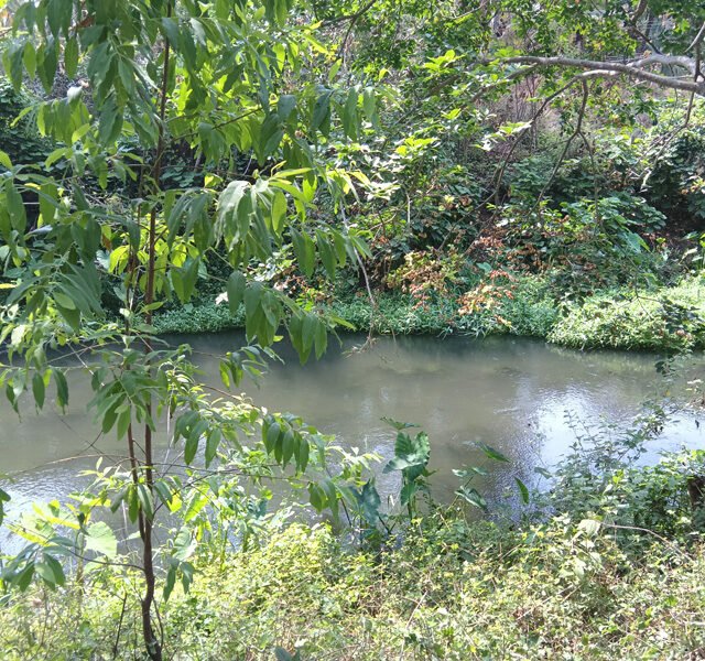 riverview-farmstay-resort-hotel-lodge-pollachi-anaimalai-9